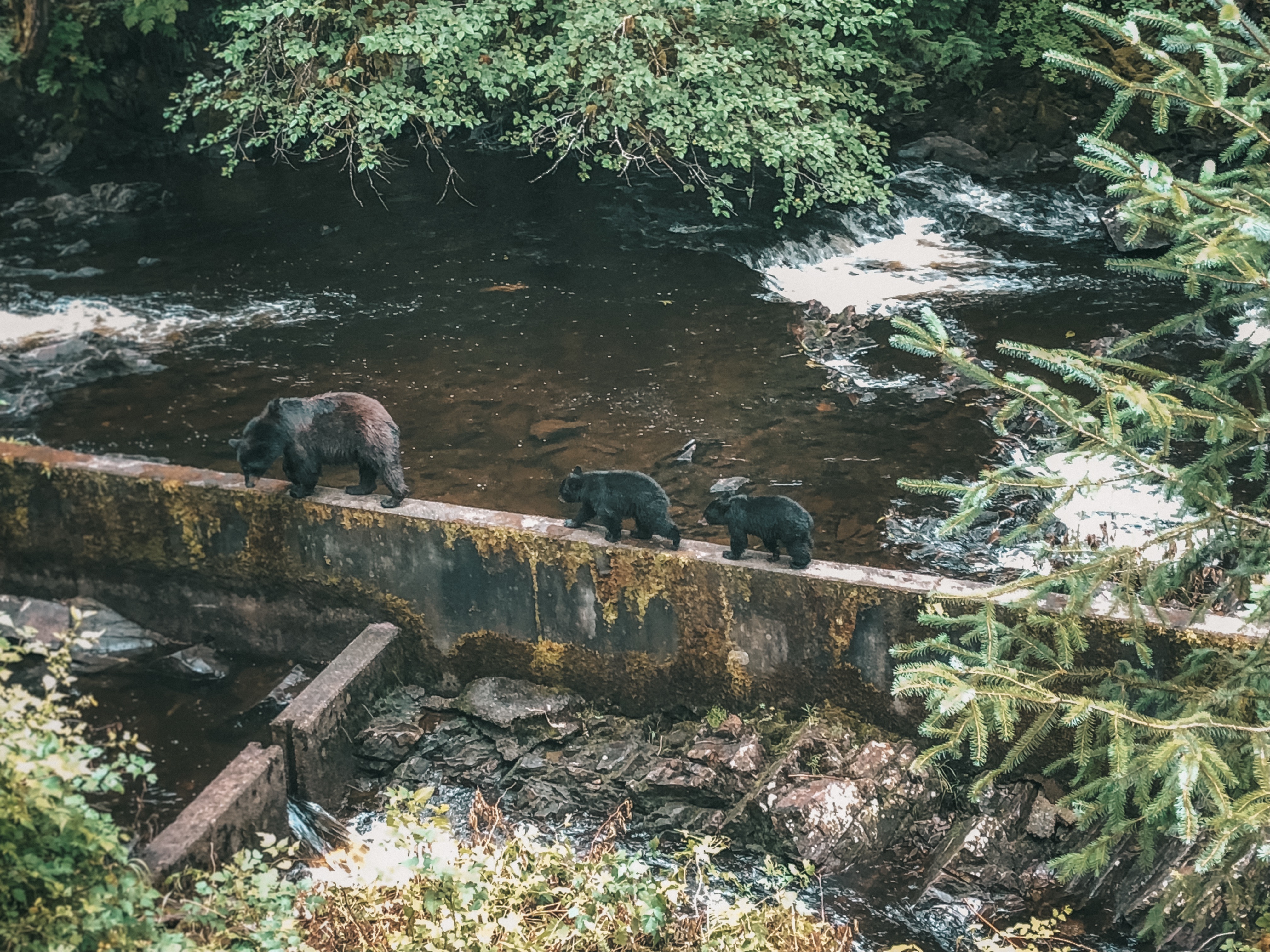 Ursos no Tongass National Park (Foto: Trip to Follow)