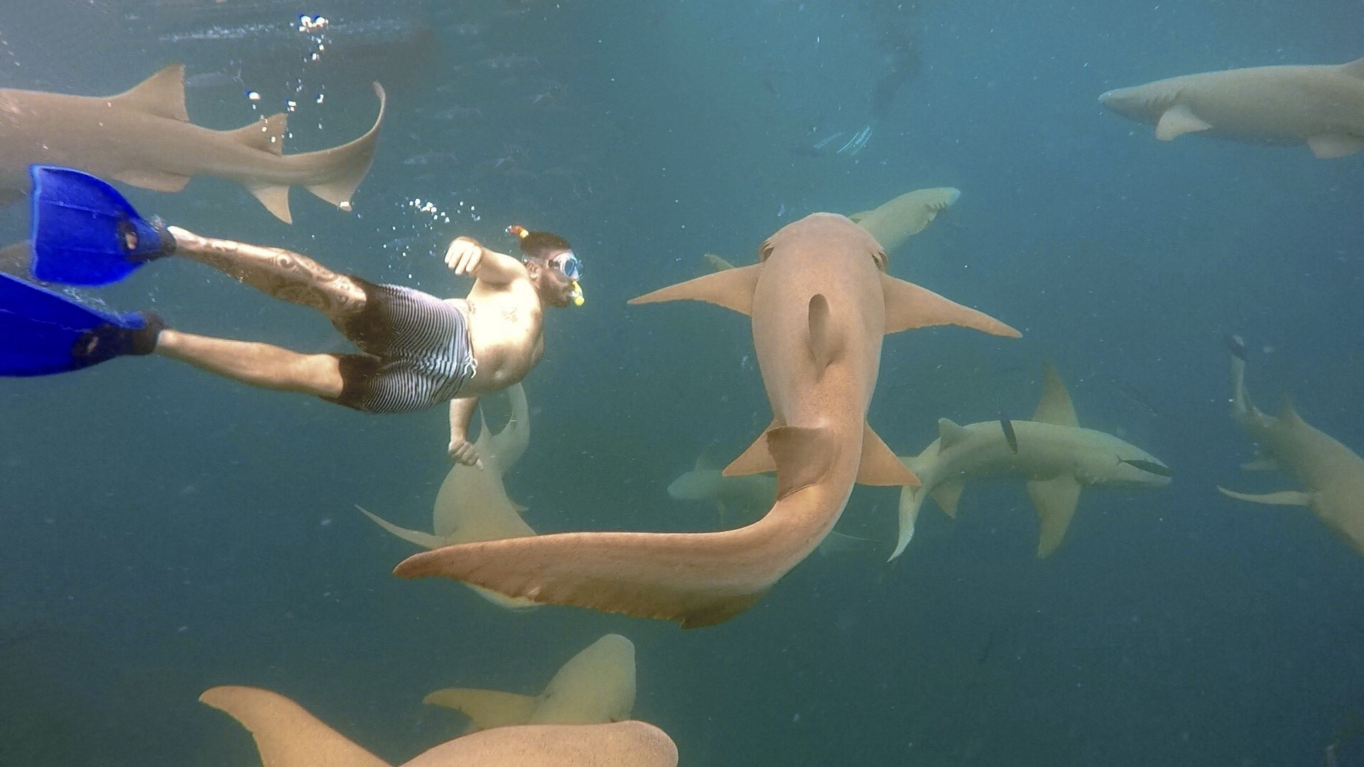 Mergulho com tubarões no Anantara Dighu (Foto: Trip To Follow)