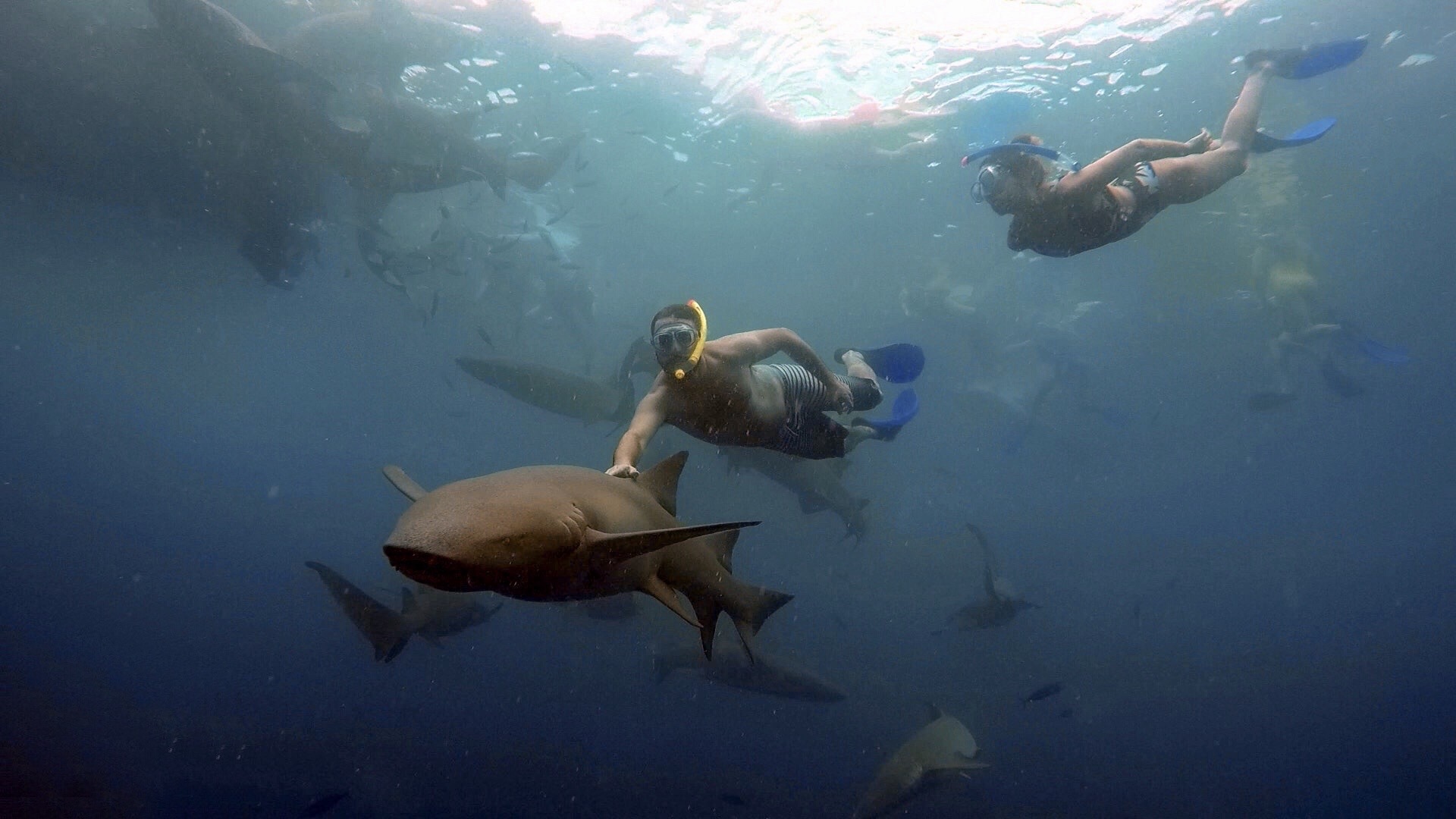 Mergulho com tubarões no Anantara Dighu (Foto: Trip To Follow)